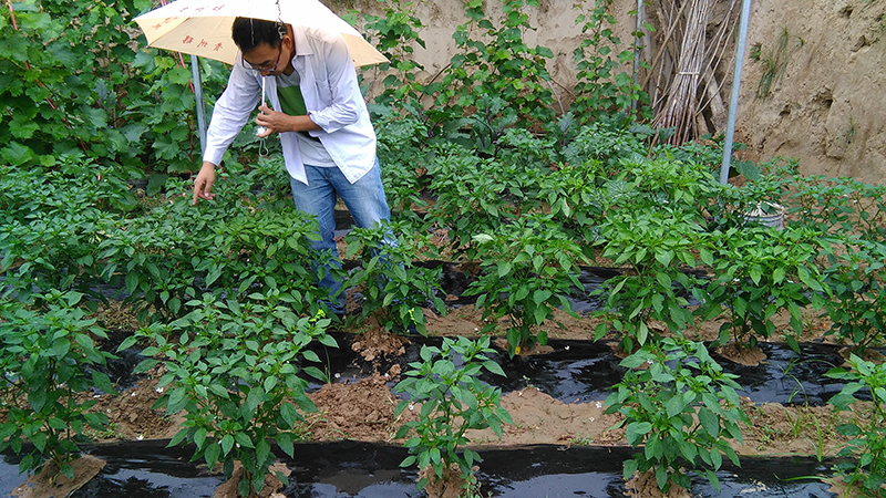 4%赤黴（méi）酸乳油（yóu）在辣椒上的藥效試驗(圖（tú）2)