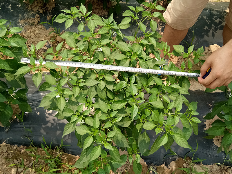4%赤黴（méi）酸乳油在辣椒上的藥效試驗（yàn）(圖3)