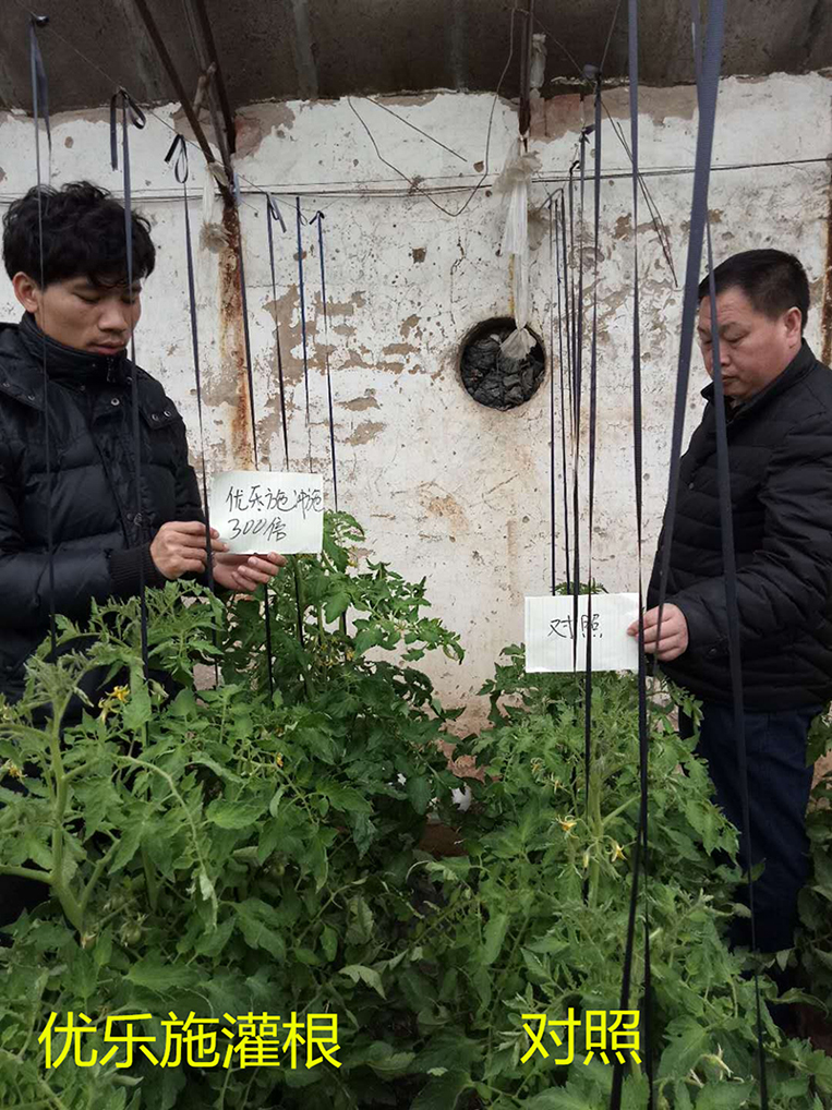 優樂施衝施配方在冬（dōng）季大棚（péng）番茄（開花（huā）坐果期）上的肥效試驗(圖1)