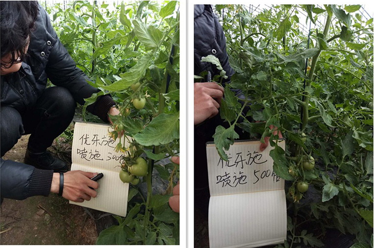 優樂施衝施配方在冬季大棚番茄（開花坐果期（qī））上的肥效試驗(圖2)