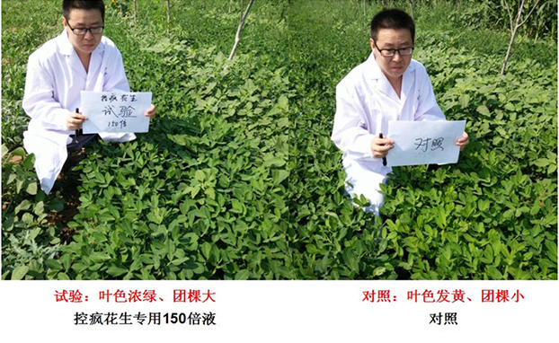 “控疯”花（huā）生专用产品的试（shì）验报告(图2)