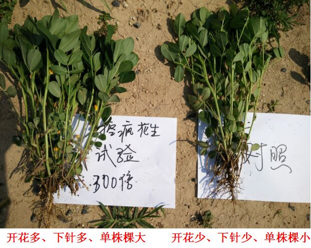 “控疯”花生专用产品的试验报（bào）告(图3)