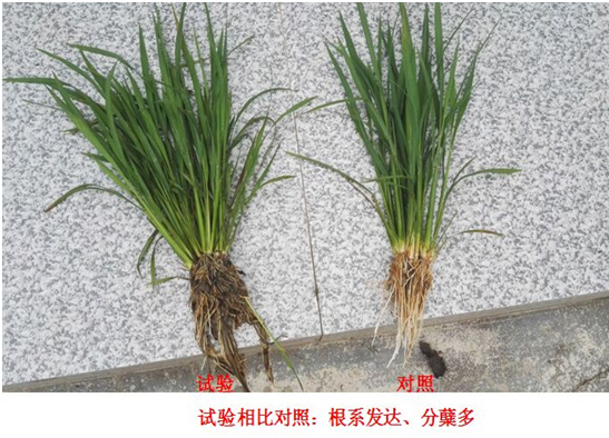 【试验示范】“控（kòng）疯”水稻专用产品（pǐn）(图1)