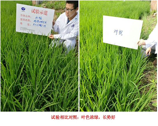 【试验（yàn）示范】“控疯”水稻专用产品(图2)
