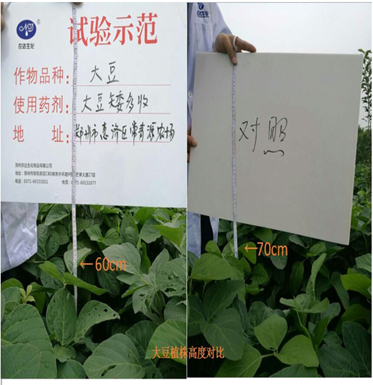 【试验示（shì）范】大豆矮多收(图2)