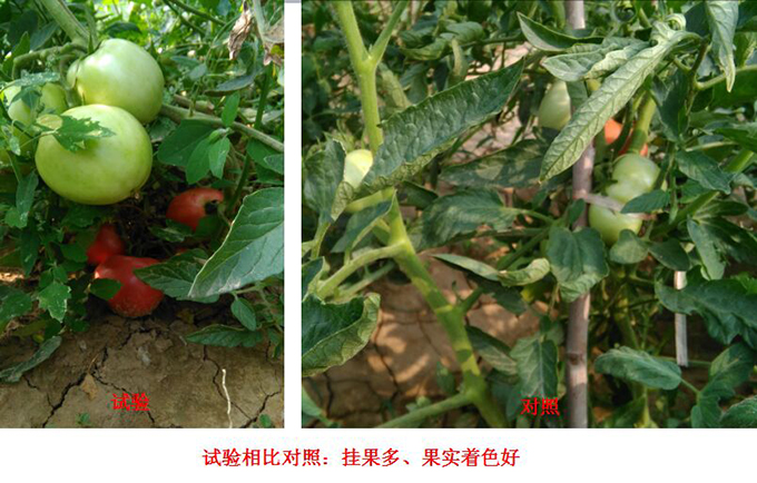 根力（lì）补冲施肥在番茄（qié）上的试（shì）验报告(图3)