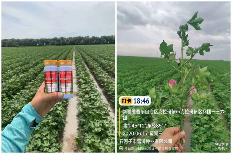 棉花用了控尔丰，控旺（wàng）增产真轻松(图3)
