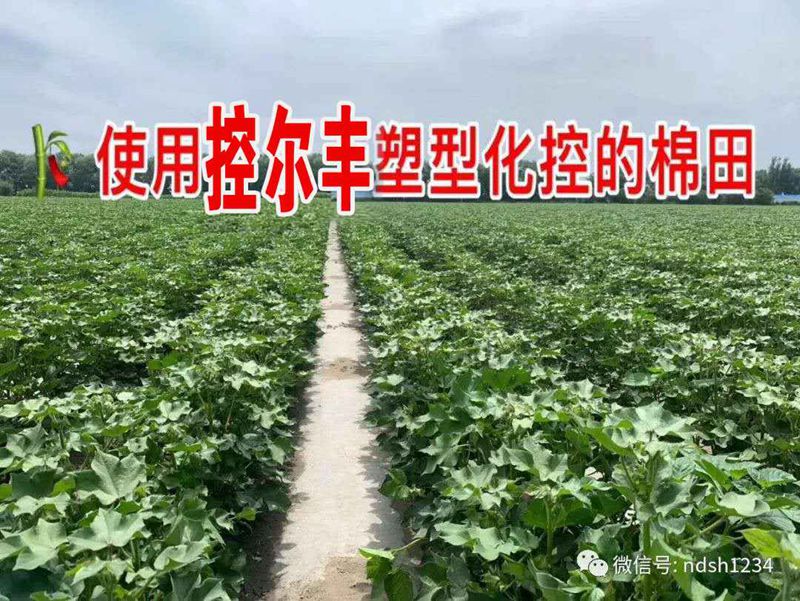 棉花用了（le）控尔丰，控旺增产真轻（qīng）松(图5)