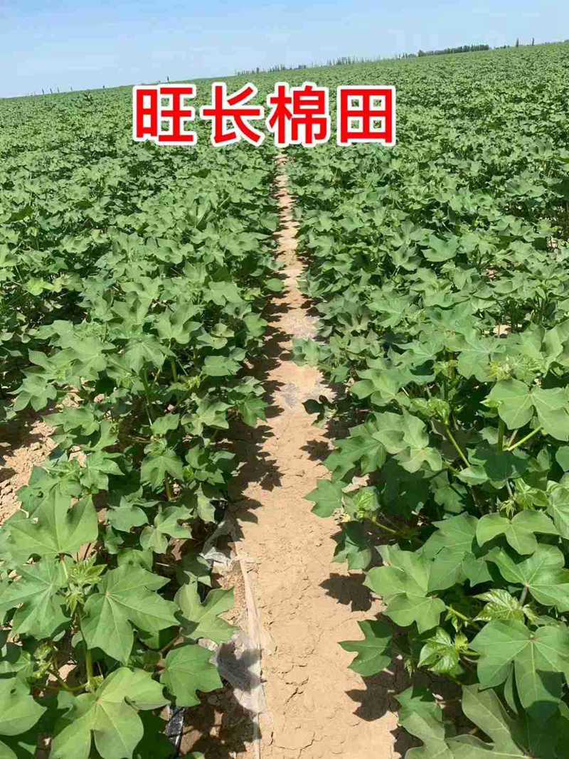棉（mián）花用了控尔（ěr）丰，控旺增产（chǎn）真轻松(图6)