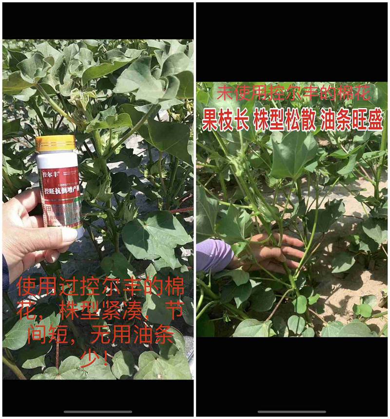 棉花（huā）用（yòng）了控尔丰，控旺增产真轻松(图7)