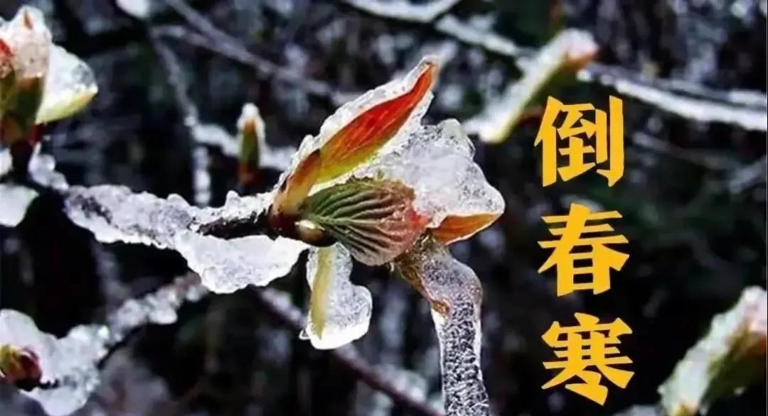 預防倒春寒，植物生長調節劑有大（dà）用！(圖1)
