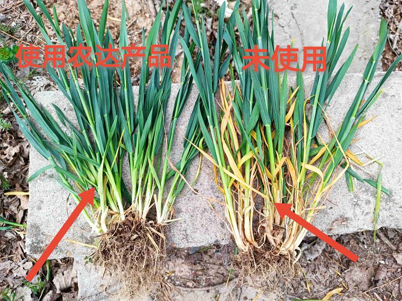 深入田间，探（tàn）究效果（guǒ）---卑诗▪壮在小（xiǎo）麦上的效（xiào）果回访(图2)