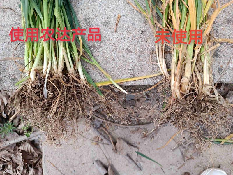 深（shēn）入田间，探究（jiū）效果---卑诗▪壮在小麦上的效果回访(图3)