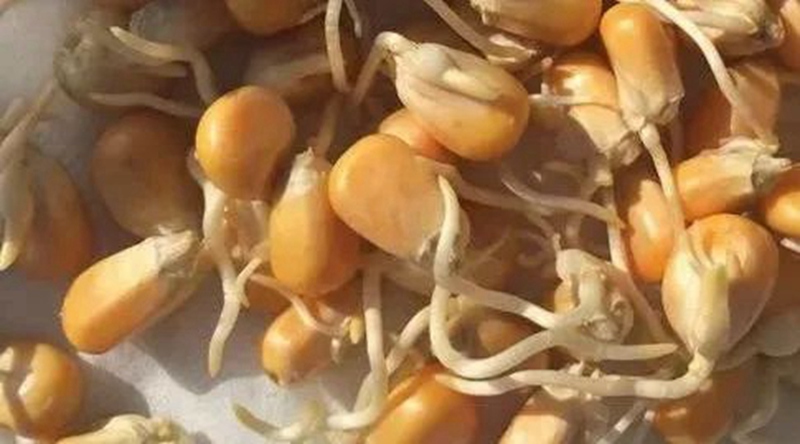 玉米播种后出苗不全的10个原因(图1)