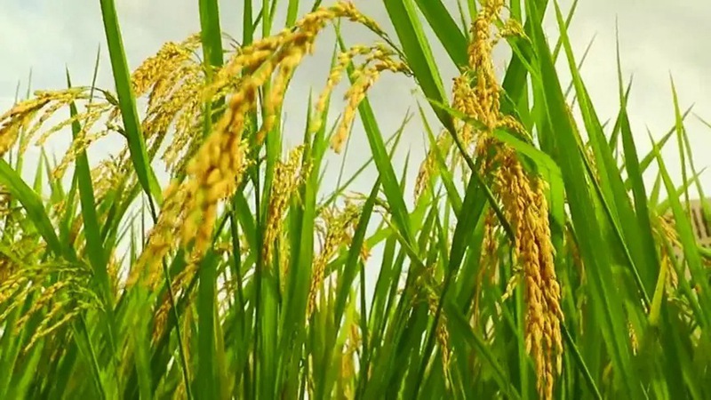 7月份水稻田間（jiān）管理要點(圖1)