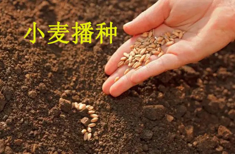 植保知识——冬小麦播种五大关键(jiàn)技术(shù)(图1) 植保知识——冬小麦播种五大关键技术(图1)
