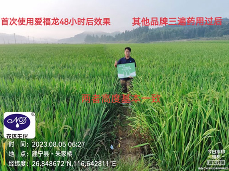 农大（dà）920水稻制（zhì）种效果(图1)