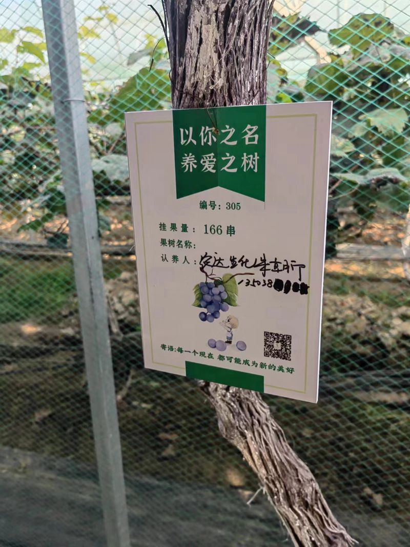 羞羞视频開展陽光玫瑰采摘節活動(圖3)