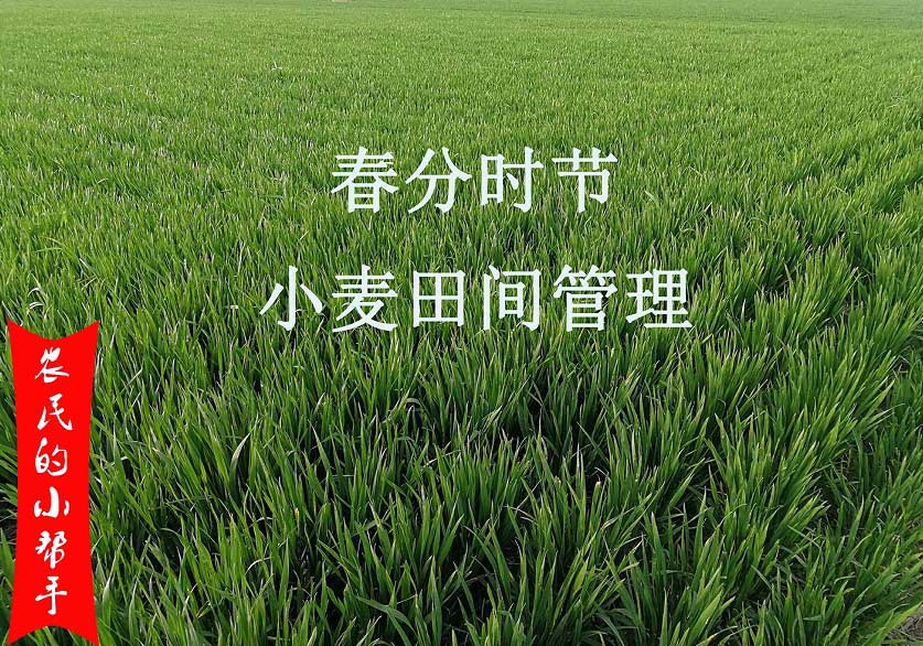 4月(yuè)份小麦田间管理(lǐ)要点(图1) 4月份小麦田间管理(lǐ)要点(图1)