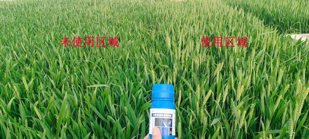 胖丫-大量元素（sù）水溶肥田間試驗(圖2)