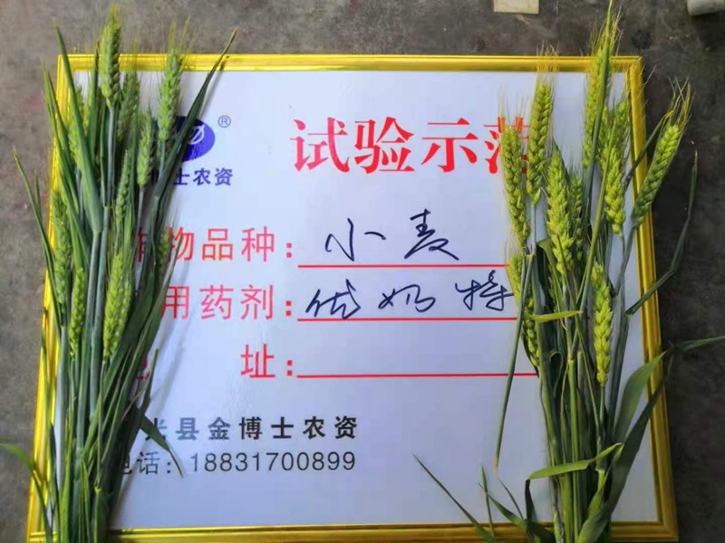 小麥已（yǐ）進入打包抽穗發育階段 提質增產防病防蟲已經開始啦(圖2)