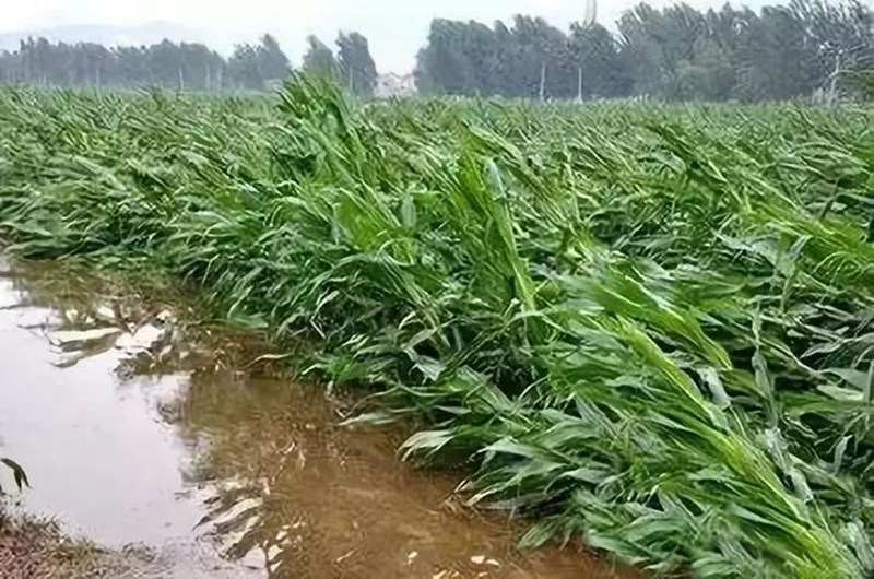 暴雨過後（hòu），應做好這（zhè）些事！(圖2)