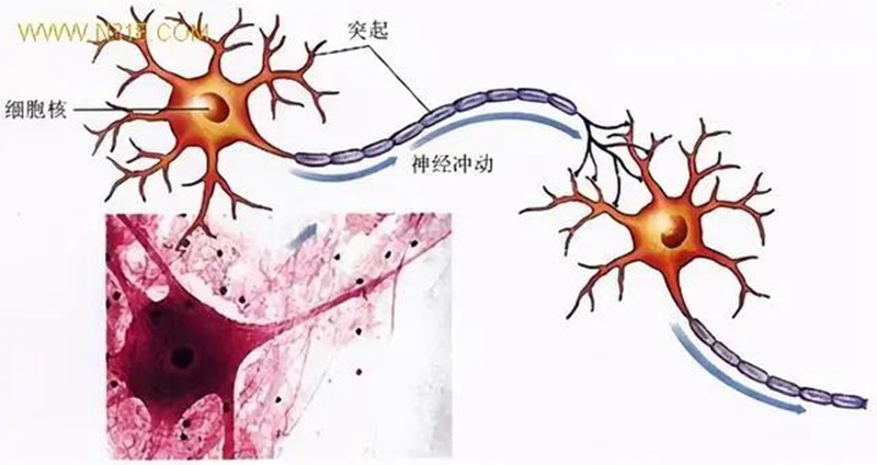 生物農藥（yào）連續使用會不會產生抗藥性？(圖1)