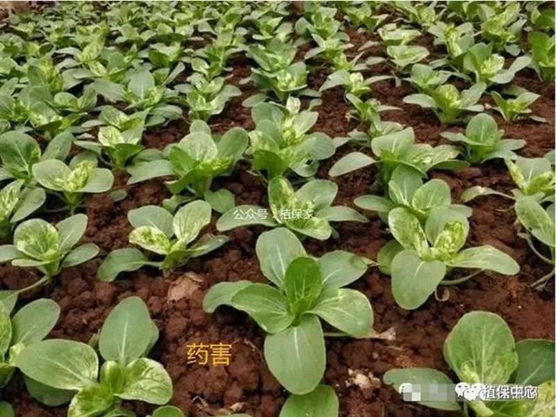 農藥成分和含量一模一樣,為啥效果差別那麽大(dà)?(圖4) 農藥成分和含量一模一樣,為啥效果差(chà)別那麽大?(圖4)