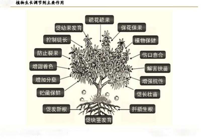 植物生長調（diào）節劑的功效與用法(圖1)