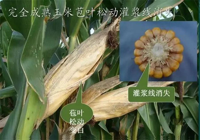 今年小麥要晚種，玉米要（yào）晚（wǎn）收！(圖（tú）1)