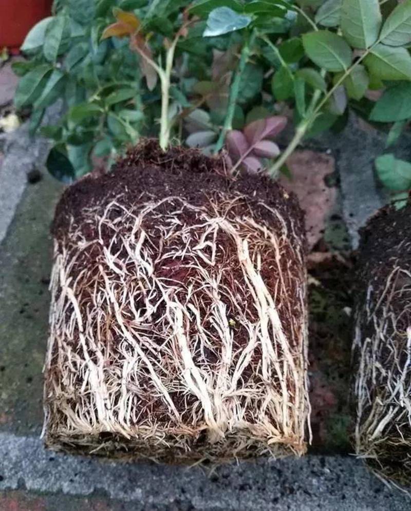 根（gēn）是植物的命，抓住這幾點，根係粗壯、四通發（fā）達(圖1)